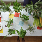 Garden show 2018